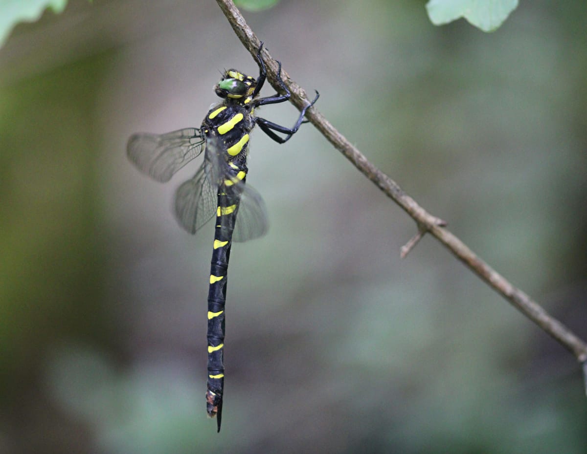 Cordulegaster bidentata