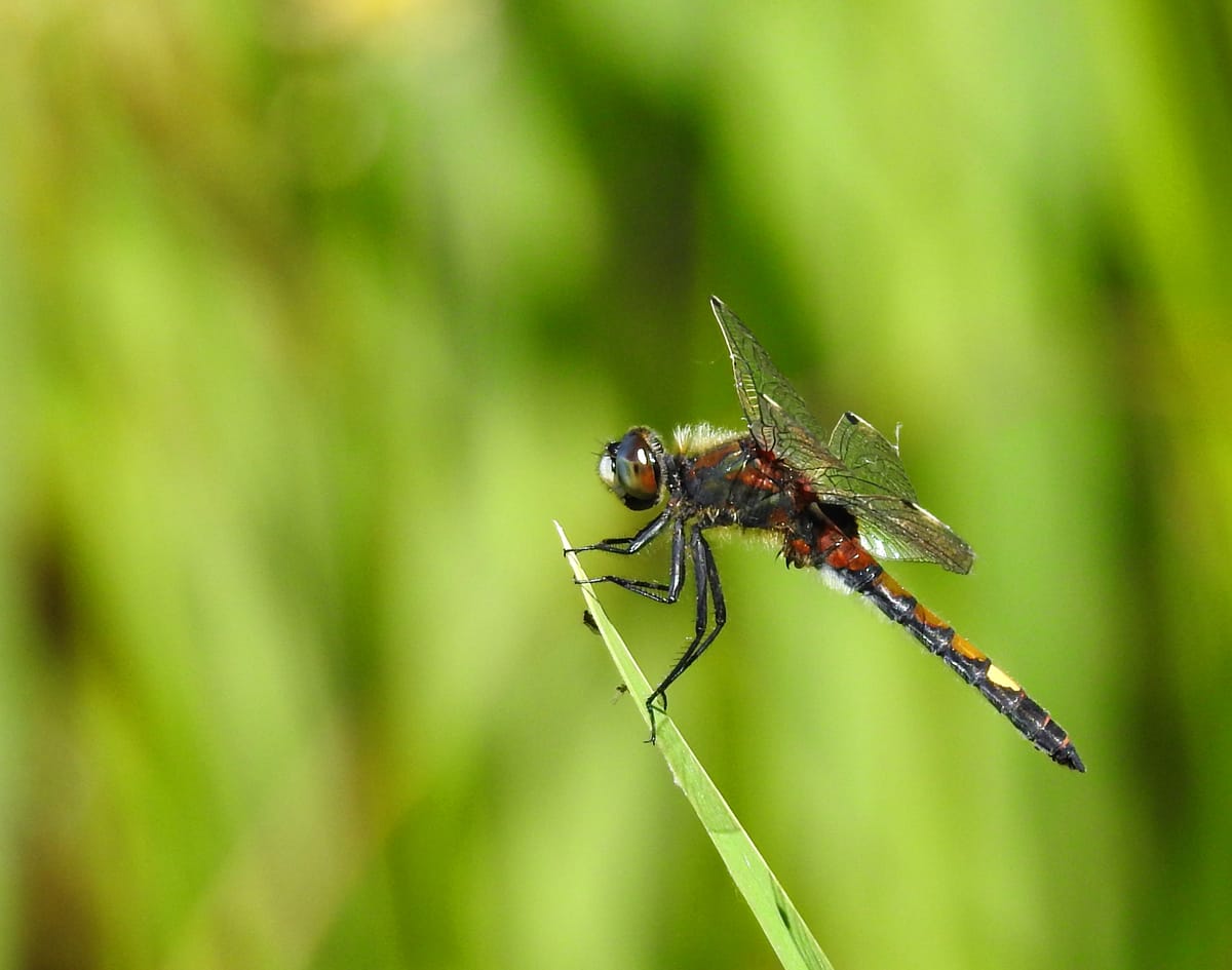 Leucorrhinia pectoralis