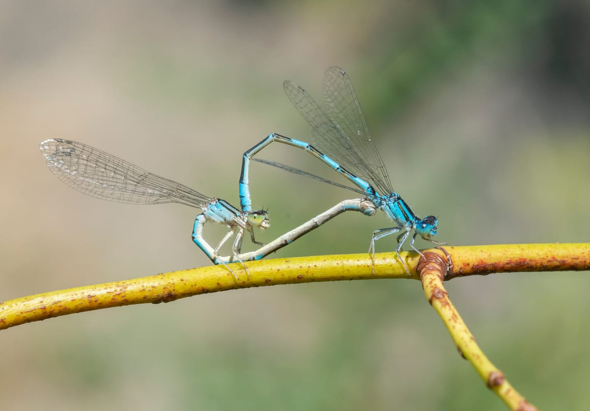 Coenagrion caerulescens