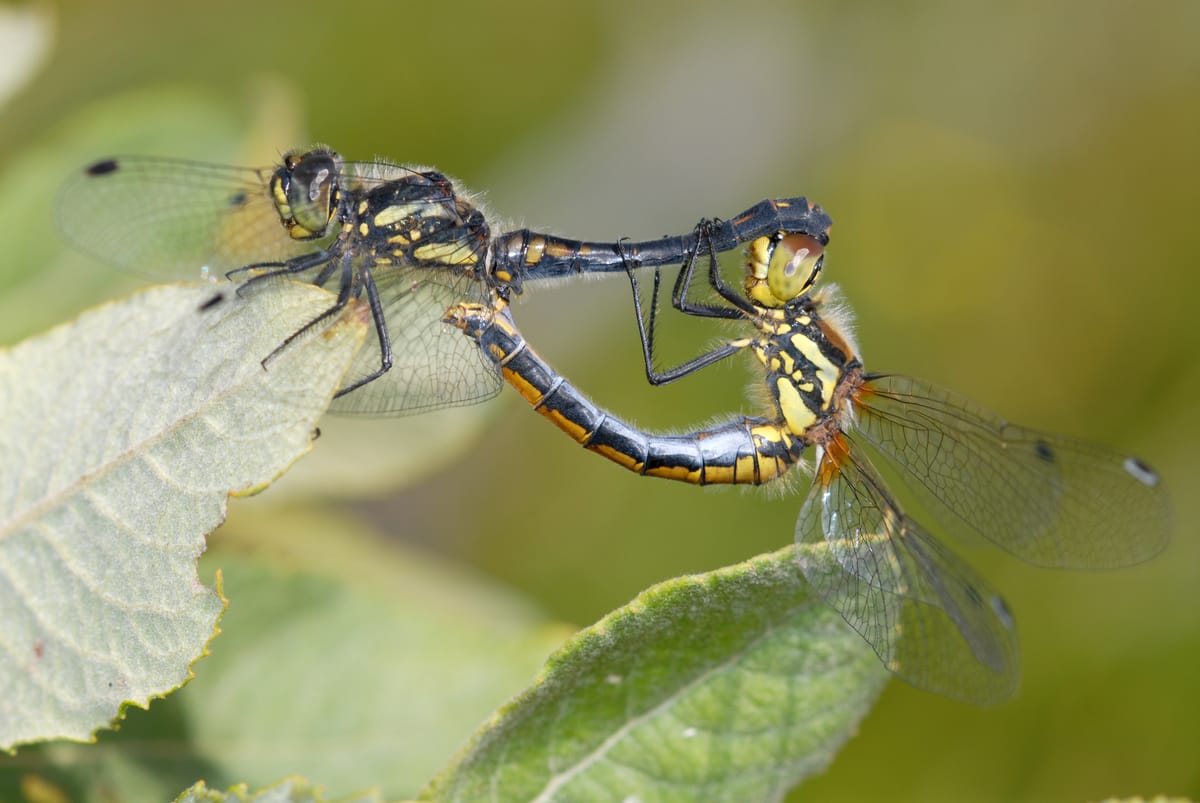 Sympetrum danae