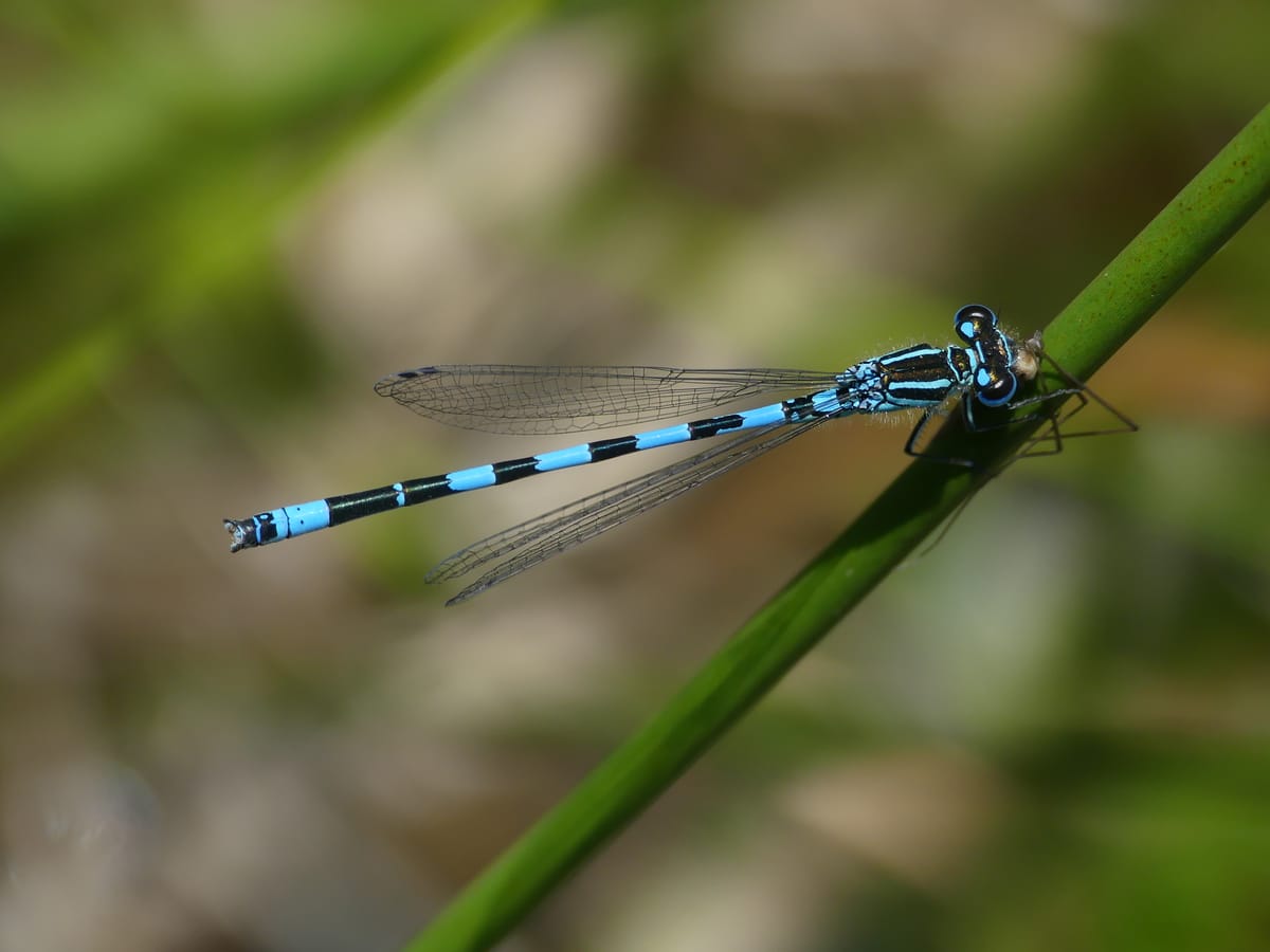 Coenagrion mercuriale