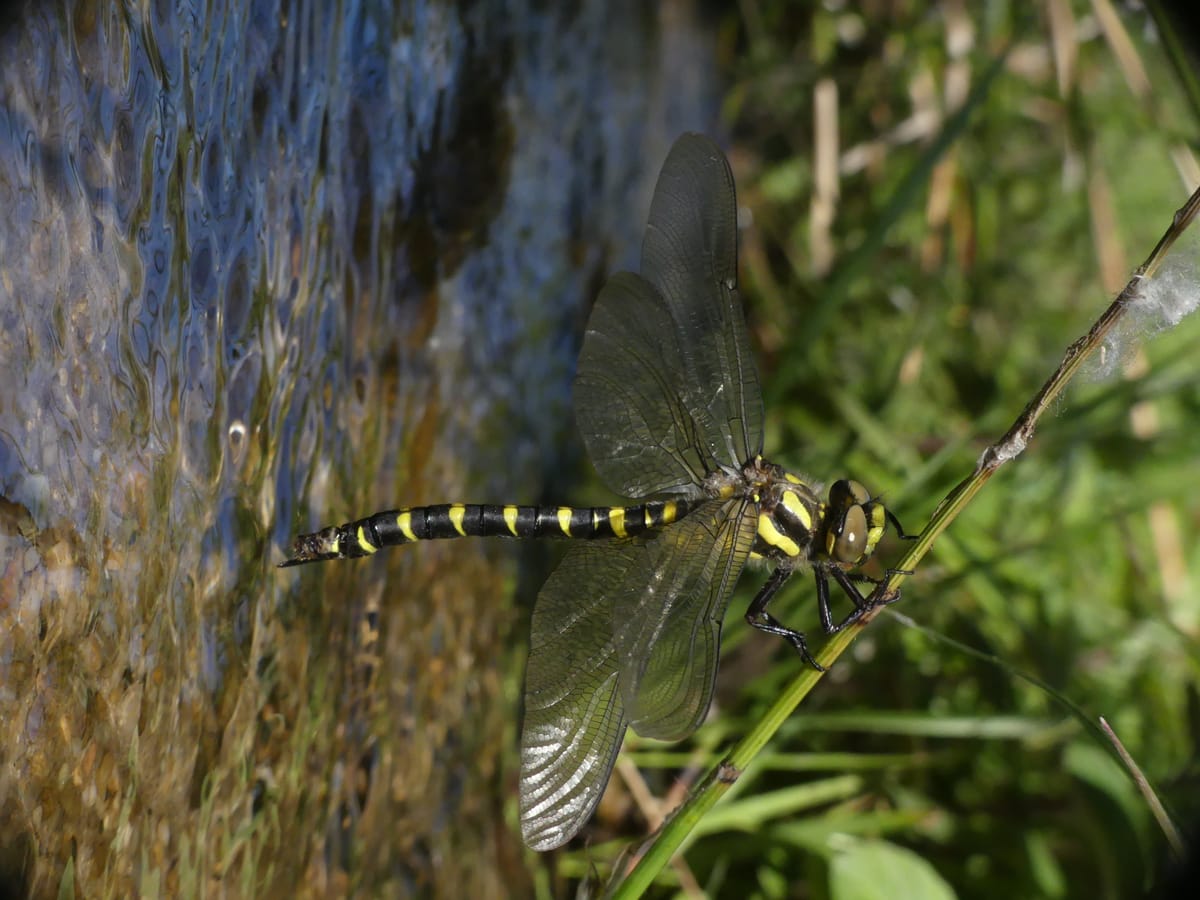 Cordulegaster bidentata