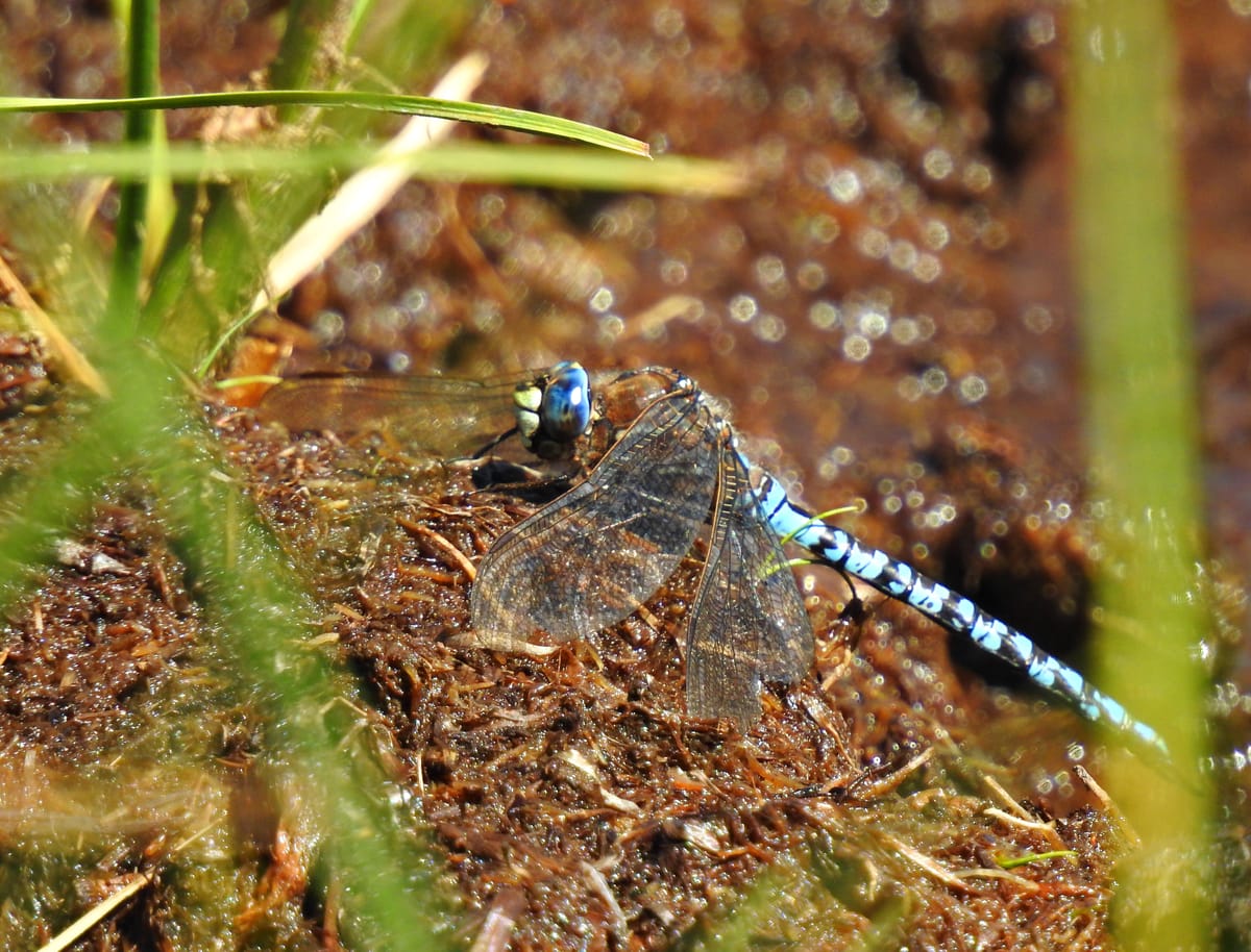 Aeshna caerulea