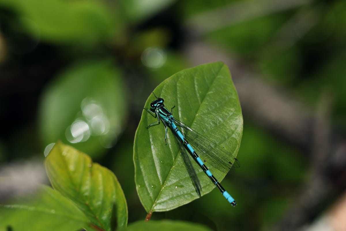 Coenagrion hastulatum