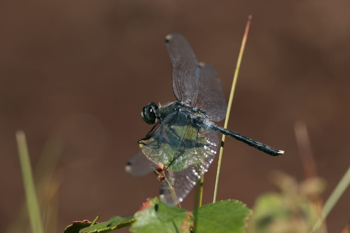 Leucorrhinia albifrons