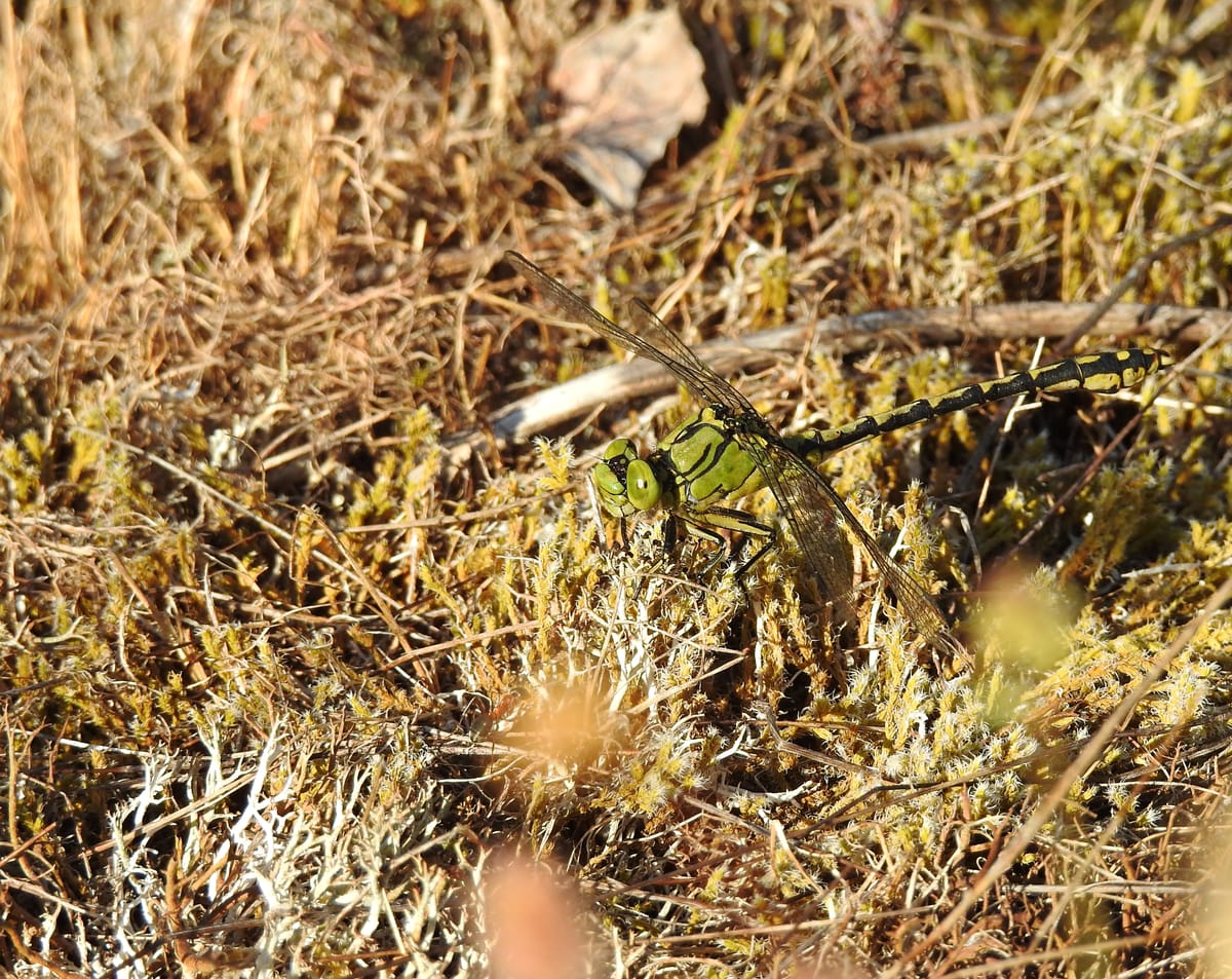 Ophiogomphus cecilia