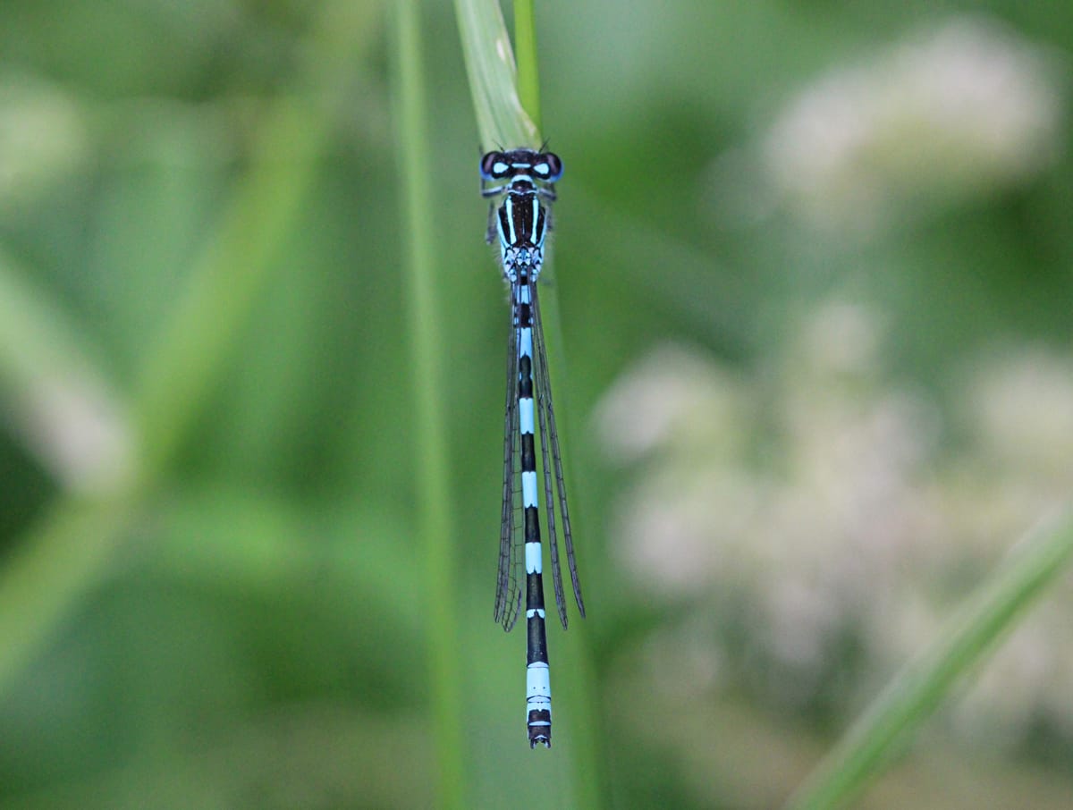 Coenagrion mercuriale