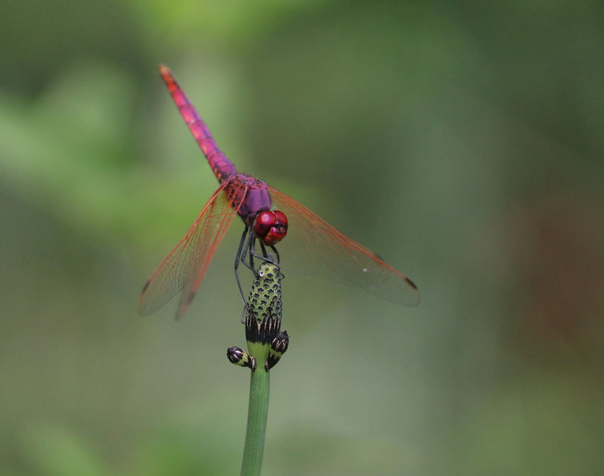 Trithemis annulata