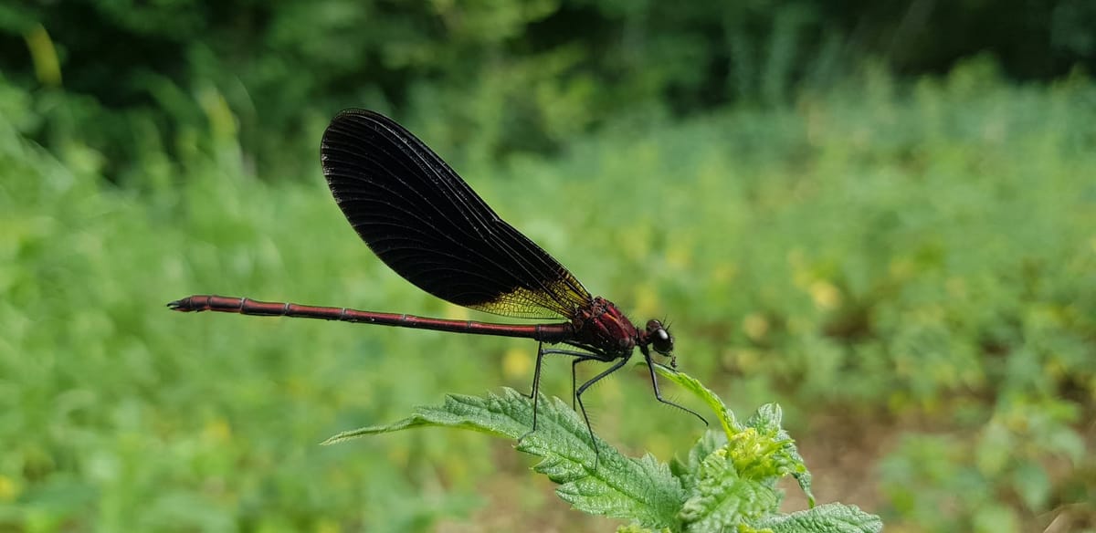 Calopteryx haemorrhoidalis